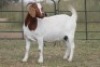 4X BOERBOK OOI/EWE (PAY PER ANIMAL TO TAKE ALL) - 5