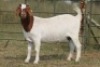 4X BOERBOK OOI/EWE (PAY PER ANIMAL TO TAKE ALL) - 6