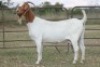 4X BOERBOK OOI/EWE (PAY PER ANIMAL TO TAKE ALL) - 7