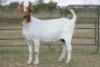 4X BOERBOK OOI/EWE (PAY PER ANIMAL TO TAKE ALL) - 8