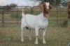 4X BOERBOK OOI/EWE (PAY PER ANIMAL TO TAKE ALL) - 9