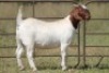 3X BOERBOK OOI/EWE (PAY PER ANIMAL TO TAKE ALL) - 2