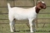 3X BOERBOK OOI/EWE (PAY PER ANIMAL TO TAKE ALL) - 3