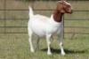 3X BOERBOK OOI/EWE (PAY PER ANIMAL TO TAKE ALL) - 4