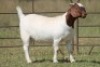 3X BOERBOK OOI/EWE (PAY PER ANIMAL TO TAKE ALL) - 5