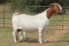 4+1X BOERBOK OOI/EWE (PAY PER ANIMAL TO TAKE ALL) - 2