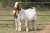 4+1X BOERBOK OOI/EWE (PAY PER ANIMAL TO TAKE ALL) - 3