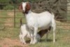 4+1X BOERBOK OOI/EWE (PAY PER ANIMAL TO TAKE ALL) - 4