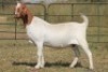 4+1X BOERBOK OOI/EWE (PAY PER ANIMAL TO TAKE ALL) - 5