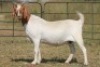 4+1X BOERBOK OOI/EWE (PAY PER ANIMAL TO TAKE ALL) - 6