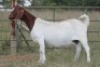 4+1X BOERBOK OOI/EWE (PAY PER ANIMAL TO TAKE ALL) - 7