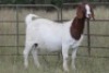 4+1X BOERBOK OOI/EWE (PAY PER ANIMAL TO TAKE ALL) - 8