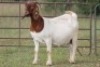 4+1X BOERBOK OOI/EWE (PAY PER ANIMAL TO TAKE ALL) - 9