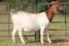 4+1X BOERBOK OOI/EWE (PAY PER ANIMAL TO TAKE ALL) - 10