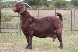 3X KALAHARI RED OOI/EWE (PAY PER ANIMAL TO TAKE ALL)