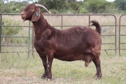 3X KALAHARI RED OOI/EWE (PAY PER ANIMAL TO TAKE ALL)