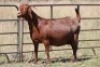 3X KALAHARI RED OOI/EWE (PAY PER ANIMAL TO TAKE ALL) - 6