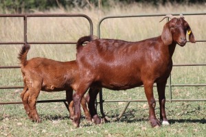 3+3X KALAHARI RED OOI/EWE (PAY PER ANIMAL TO TAKE ALL)