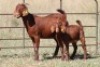 3+3X KALAHARI RED OOI/EWE (PAY PER ANIMAL TO TAKE ALL) - 2