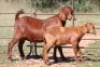 3+3X KALAHARI RED OOI/EWE (PAY PER ANIMAL TO TAKE ALL) - 3