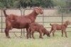 2+3X KALAHARI RED OOI/EWE (PAY PER ANIMAL TO TAKE ALL)