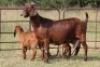 2+3X KALAHARI RED OOI/EWE (PAY PER ANIMAL TO TAKE ALL) - 2