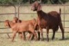 2+3X KALAHARI RED OOI/EWE (PAY PER ANIMAL TO TAKE ALL) - 3
