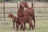 2+3X KALAHARI RED OOI/EWE (PAY PER ANIMAL TO TAKE ALL) - 4