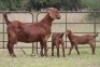2+3X KALAHARI RED OOI/EWE (PAY PER ANIMAL TO TAKE ALL) - 5