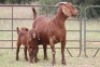2+3X KALAHARI RED OOI/EWE (PAY PER ANIMAL TO TAKE ALL) - 6