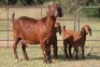 2+3X KALAHARI RED OOI/EWE (PAY PER ANIMAL TO TAKE ALL) - 7