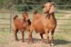 2+3X KALAHARI RED OOI/EWE (PAY PER ANIMAL TO TAKE ALL) - 8
