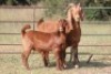 2+3X KALAHARI RED OOI/EWE (PAY PER ANIMAL TO TAKE ALL) - 9