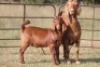 2+3X KALAHARI RED OOI/EWE (PAY PER ANIMAL TO TAKE ALL) - 10