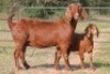 3+4X KALAHARI RED OOI/EWE (PAY PER ANIMAL TO TAKE ALL)