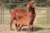 3+4X KALAHARI RED OOI/EWE (PAY PER ANIMAL TO TAKE ALL) - 2