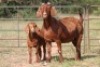 3+4X KALAHARI RED OOI/EWE (PAY PER ANIMAL TO TAKE ALL) - 3