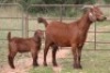 3+4X KALAHARI RED OOI/EWE (PAY PER ANIMAL TO TAKE ALL) - 4