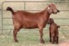 3+4X KALAHARI RED OOI/EWE (PAY PER ANIMAL TO TAKE ALL) - 5