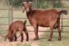 3+4X KALAHARI RED OOI/EWE (PAY PER ANIMAL TO TAKE ALL) - 6
