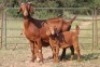 3+4X KALAHARI RED OOI/EWE (PAY PER ANIMAL TO TAKE ALL) - 7
