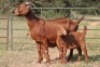 3+4X KALAHARI RED OOI/EWE (PAY PER ANIMAL TO TAKE ALL) - 8