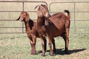 5+8X KALAHARI RED OOI/EWE (PAY PER ANIMAL TO TAKE ALL)