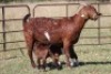 5+8X KALAHARI RED OOI/EWE (PAY PER ANIMAL TO TAKE ALL) - 2