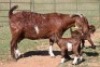 5+8X KALAHARI RED OOI/EWE (PAY PER ANIMAL TO TAKE ALL) - 3