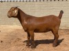 LOT 48 1X OOI/EWE Fielie du Toit Stoet KUDDE