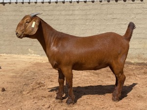 LOT 48 1X OOI/EWE Fielie du Toit Stoet KUDDE