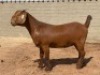 LOT 48 1X OOI/EWE Fielie du Toit Stoet KUDDE