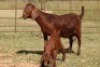 5+8X KALAHARI RED OOI/EWE (PAY PER ANIMAL TO TAKE ALL) - 4