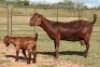 5+8X KALAHARI RED OOI/EWE (PAY PER ANIMAL TO TAKE ALL) - 5